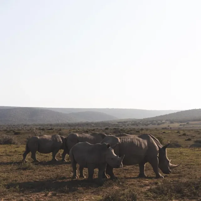 5 rhinos standing together at sunrise
