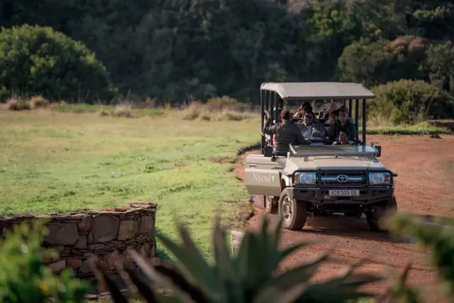 nyosi game drive