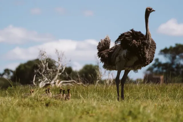Kragga Kamma Game Park