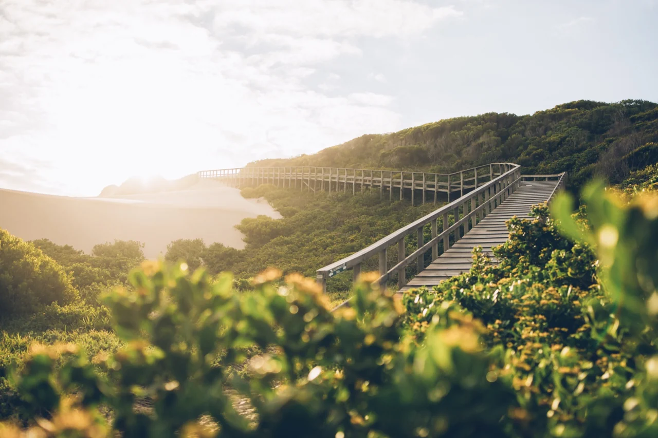 A wooden boardwalk through coastal dunes in Gqeberha