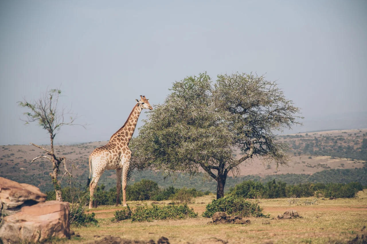 A giraffe standing beside a leafy tree in a hilly landscape