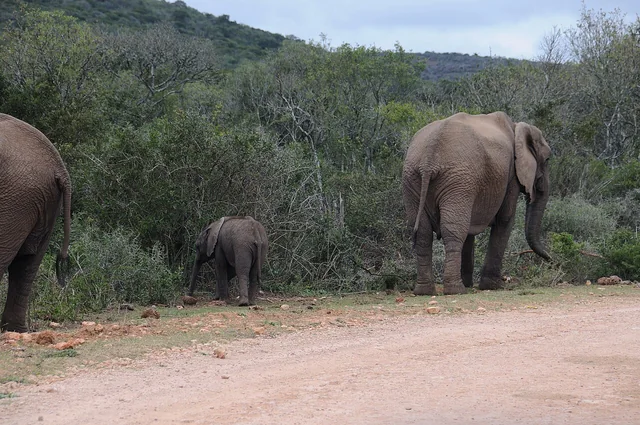 Addo Elephant National Park — elephants beside a park road