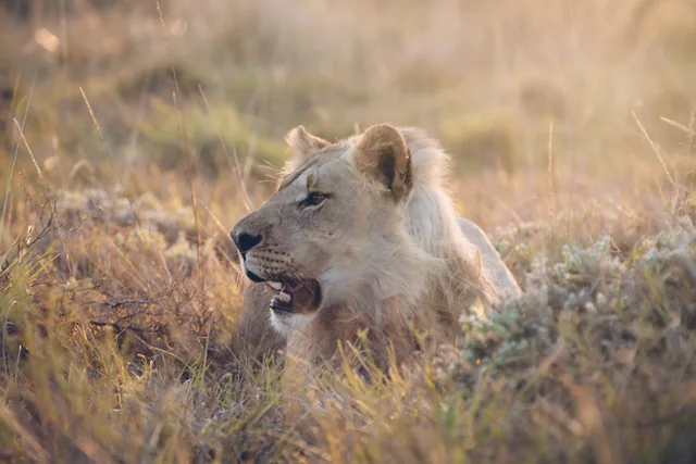 A lion resting among dry grasses in warm sunlight