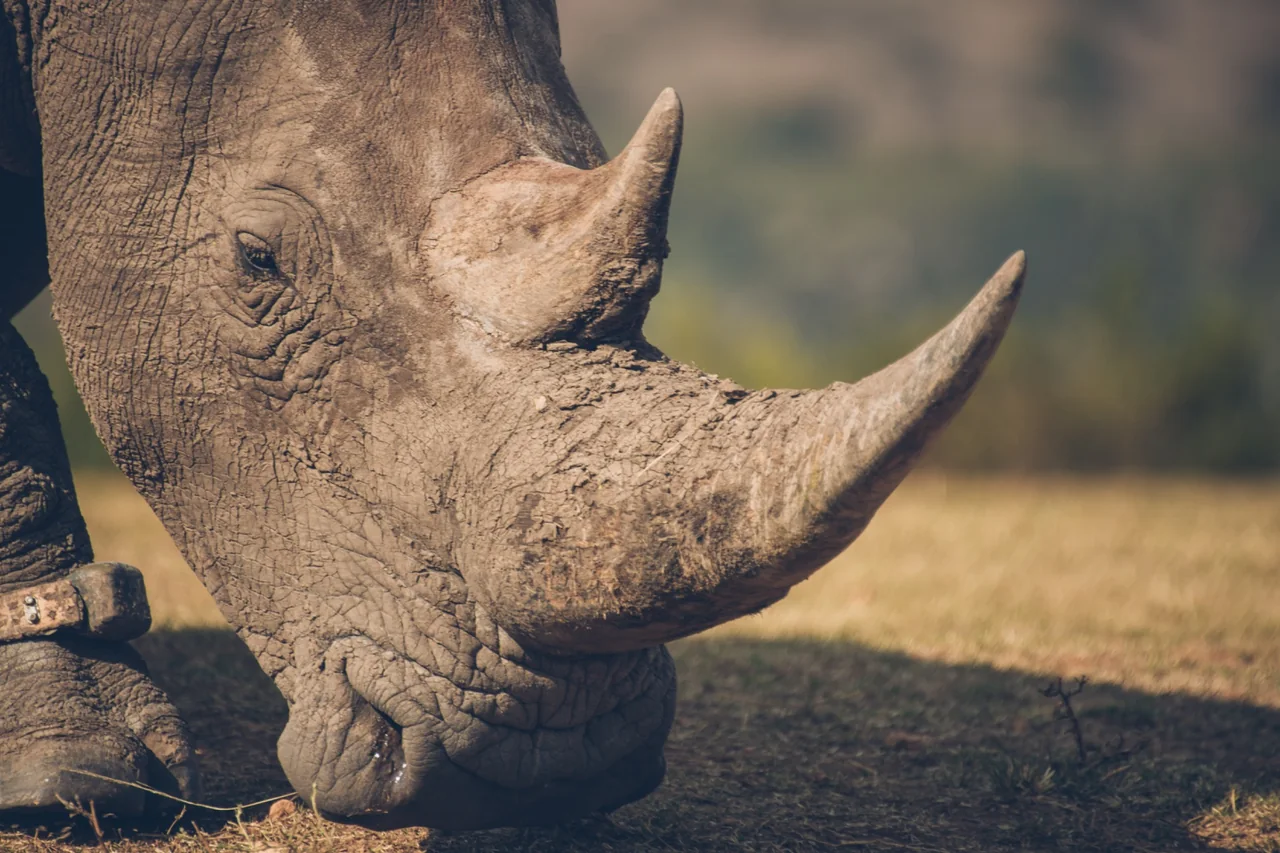 Close view of a rhinoceros head and horns above the grass