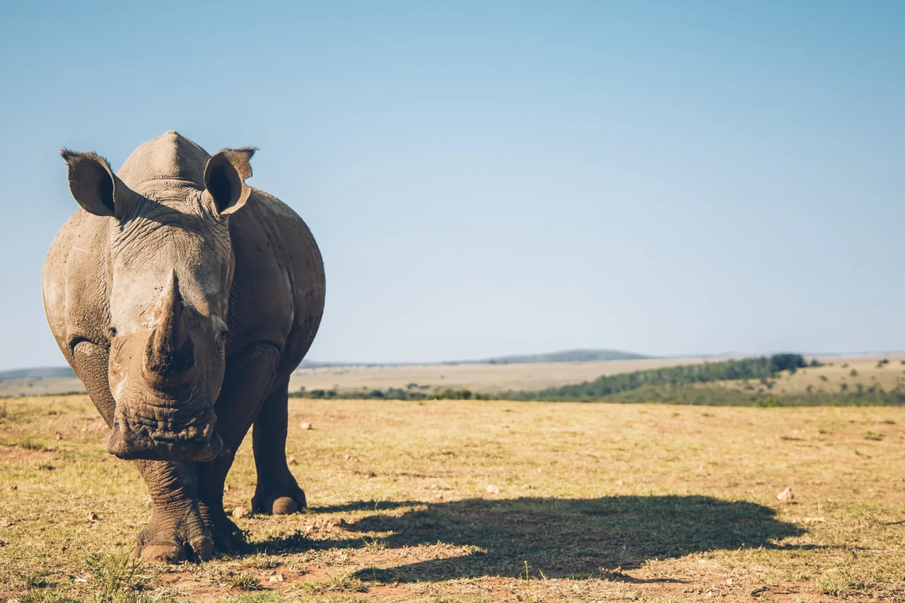A rhinoceros facing the camera on an open grassy plain