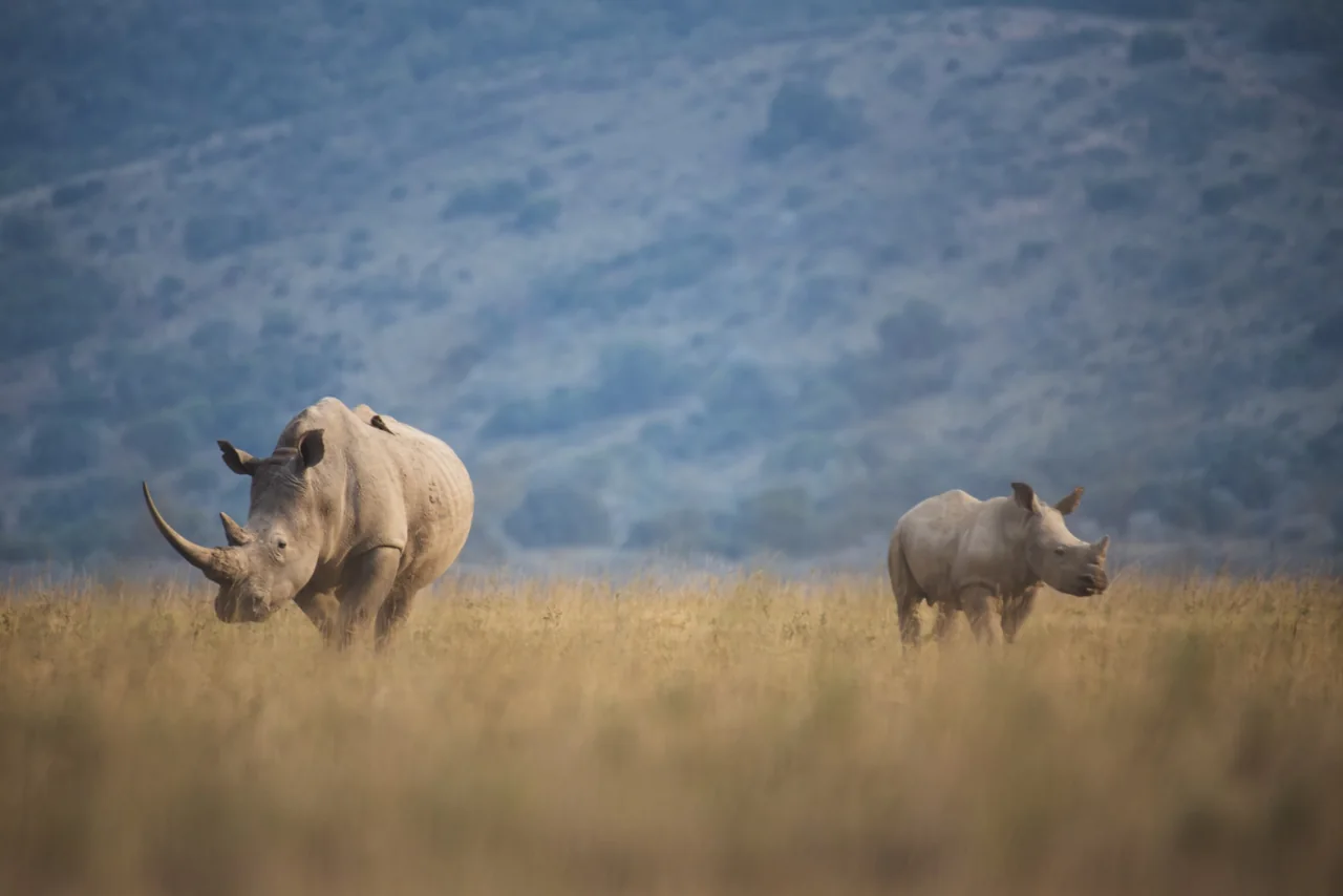 Two rhinoceroses standing in dry grassland below a hazy ridge