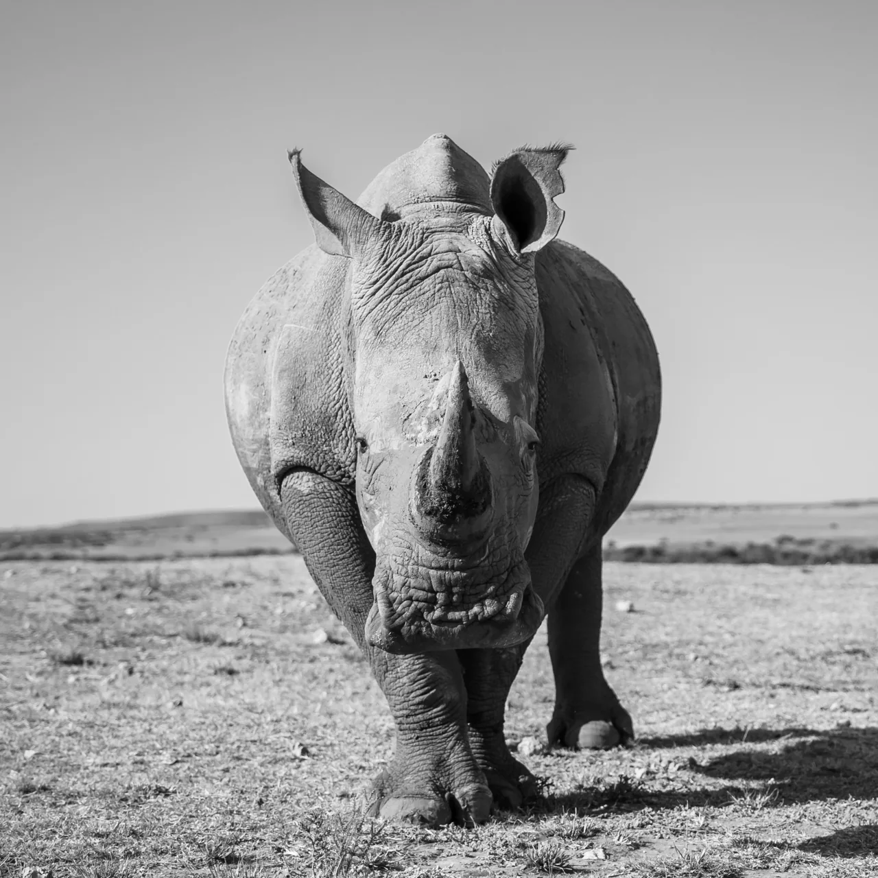 Black-and-white portrait of a rhinoceros facing the camera