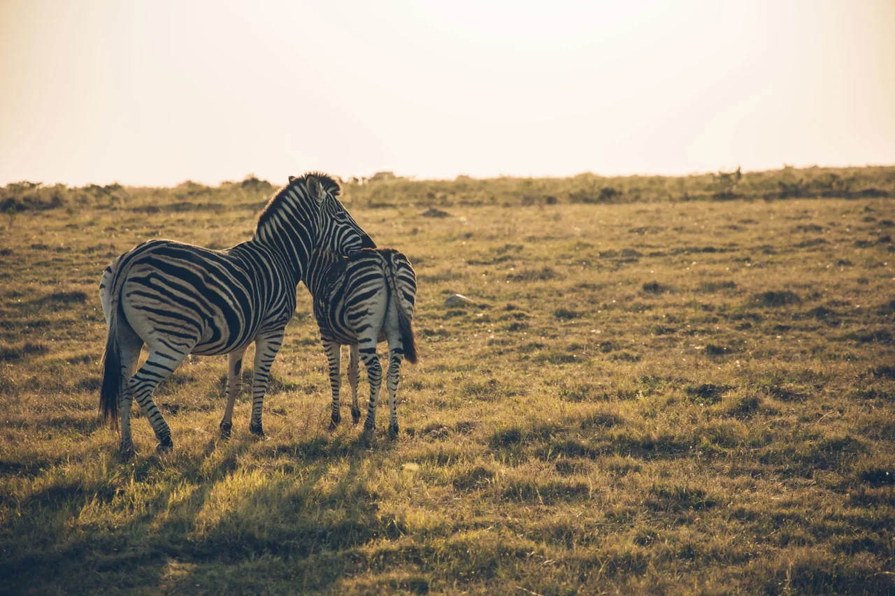 Two zebras standing close together in sunlit grassland